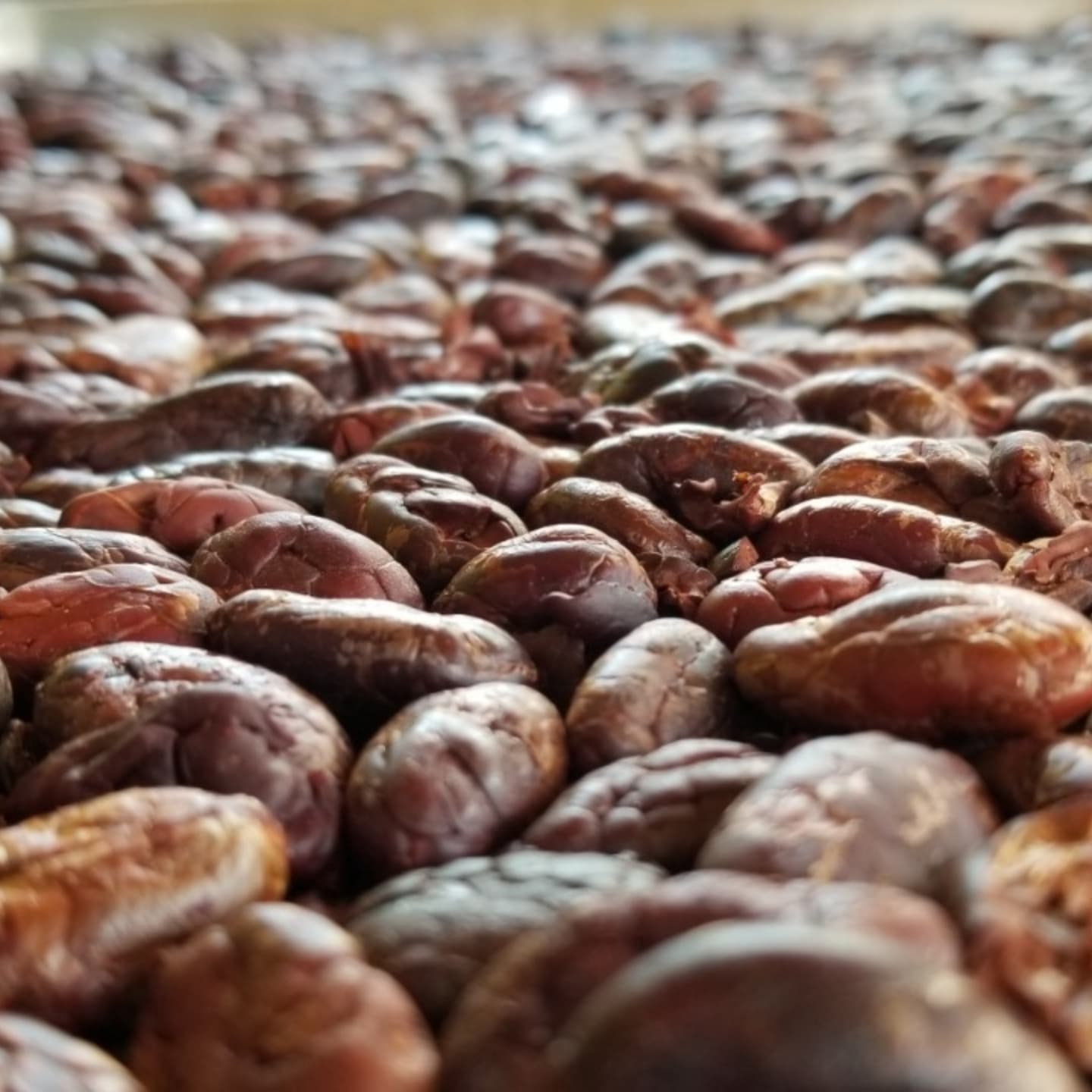 Akasha Cacao Experience (3) (2)